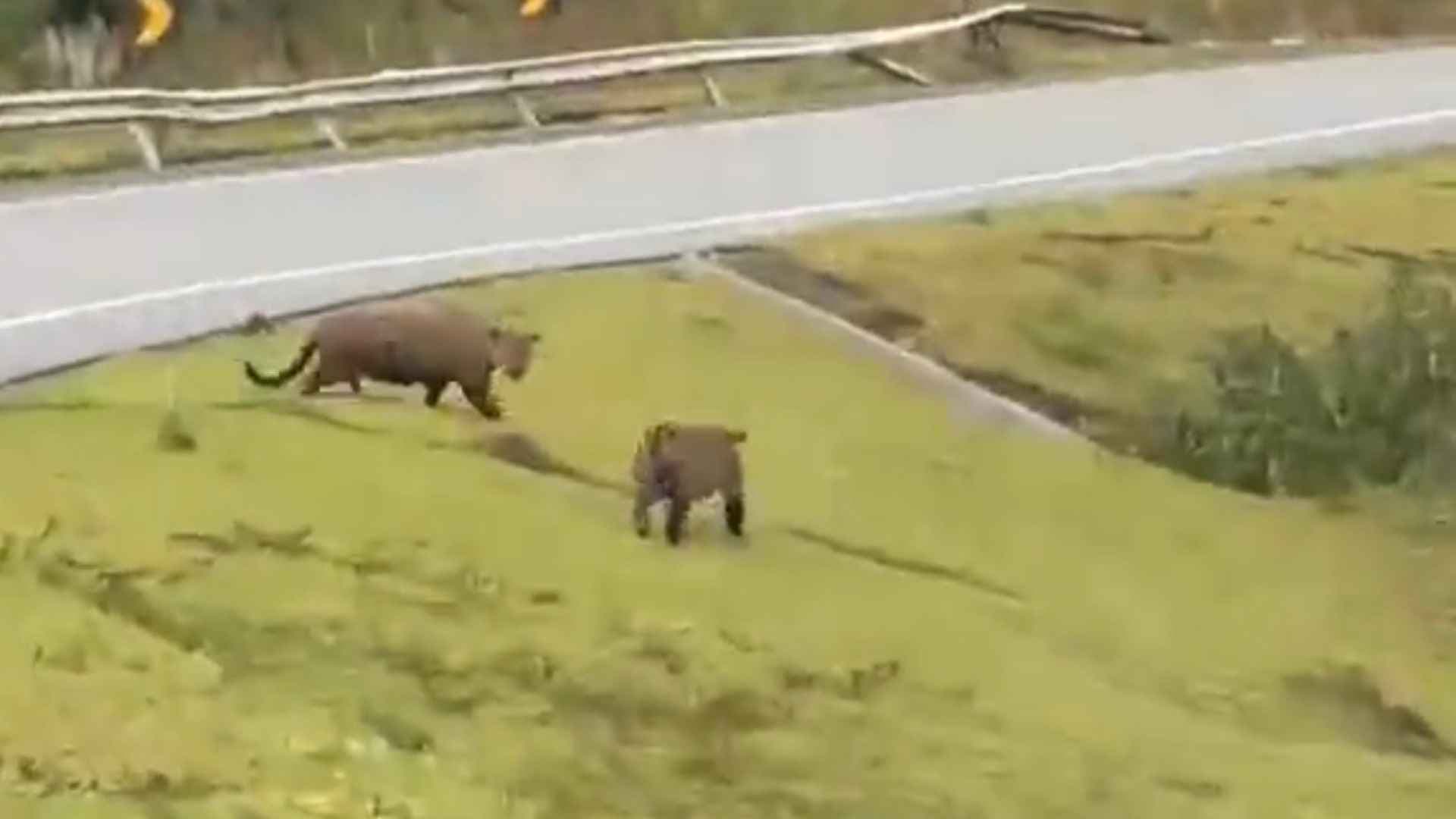 ONÇAS-PINTADAS SÃO FLAGRADAS ATRAVESSANDO RODOVIA ENTRE GUAPIARA E APIAÍ