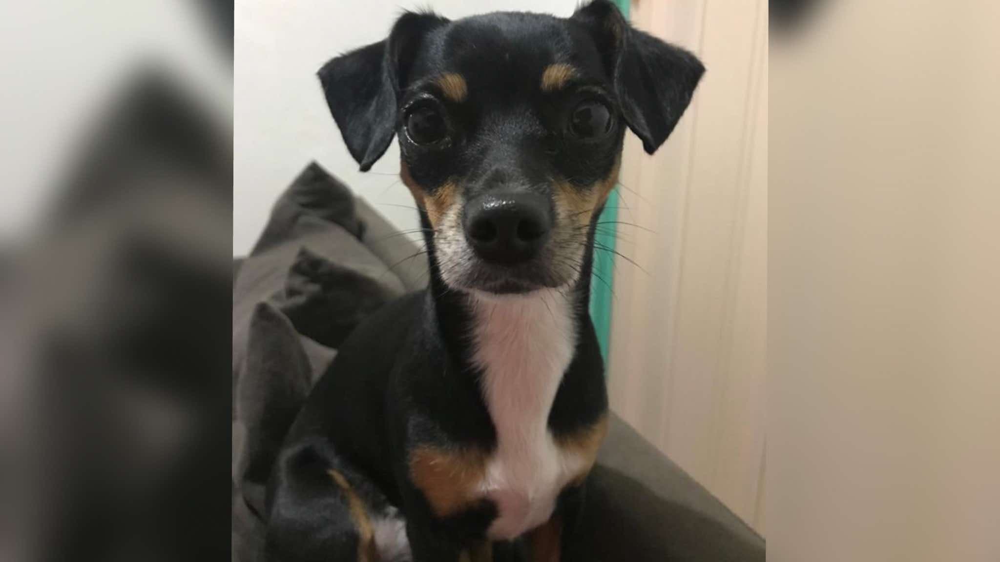 Família oferece recompensa para encontrar cachorra