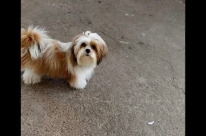 Cachorro Desaparecido