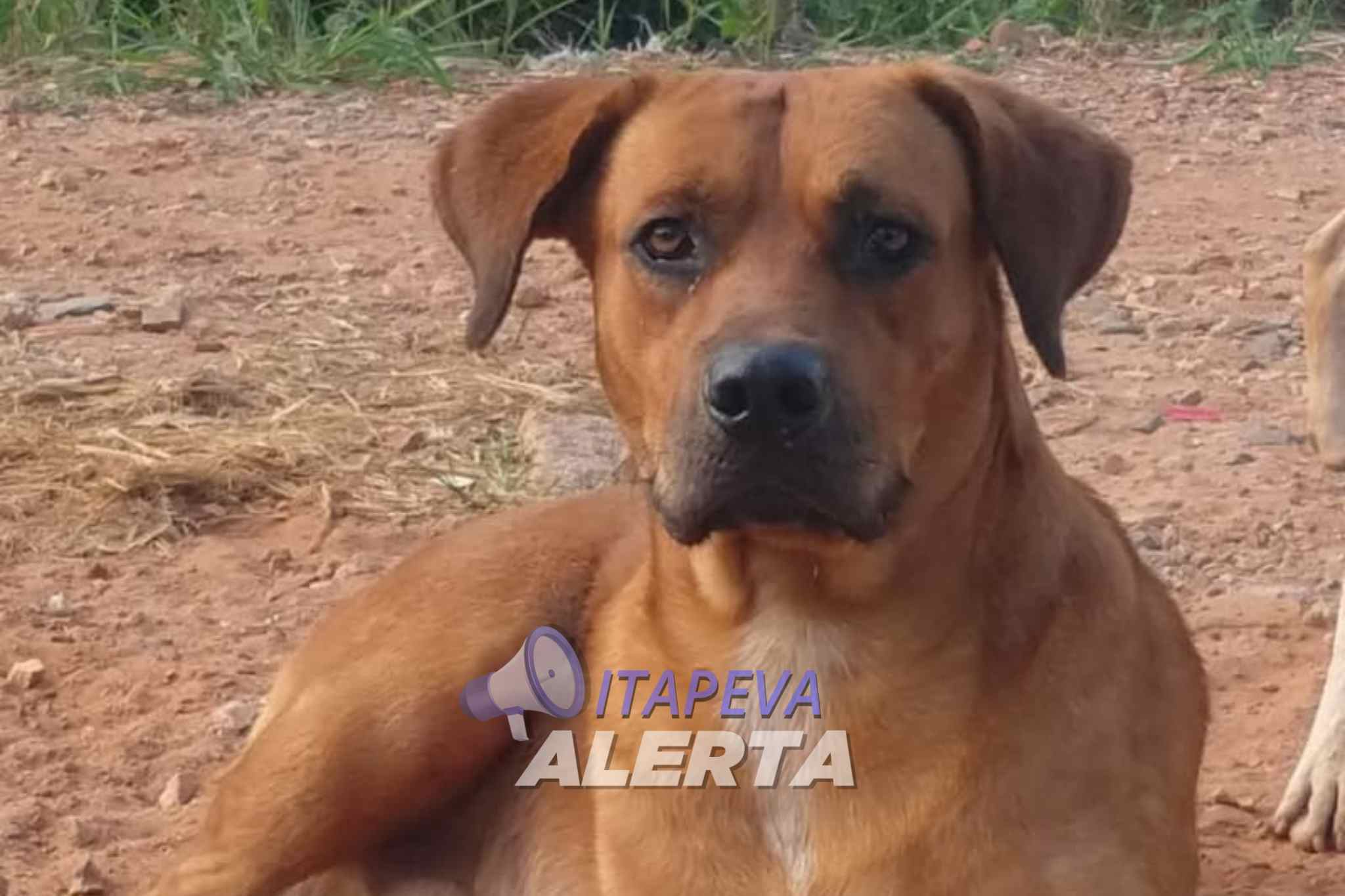 Cachorro desaparecido – Ajude a encontrá-lo!