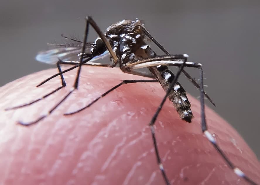 Itapeva registra 18 casos confirmados de dengue e reforça alerta à população