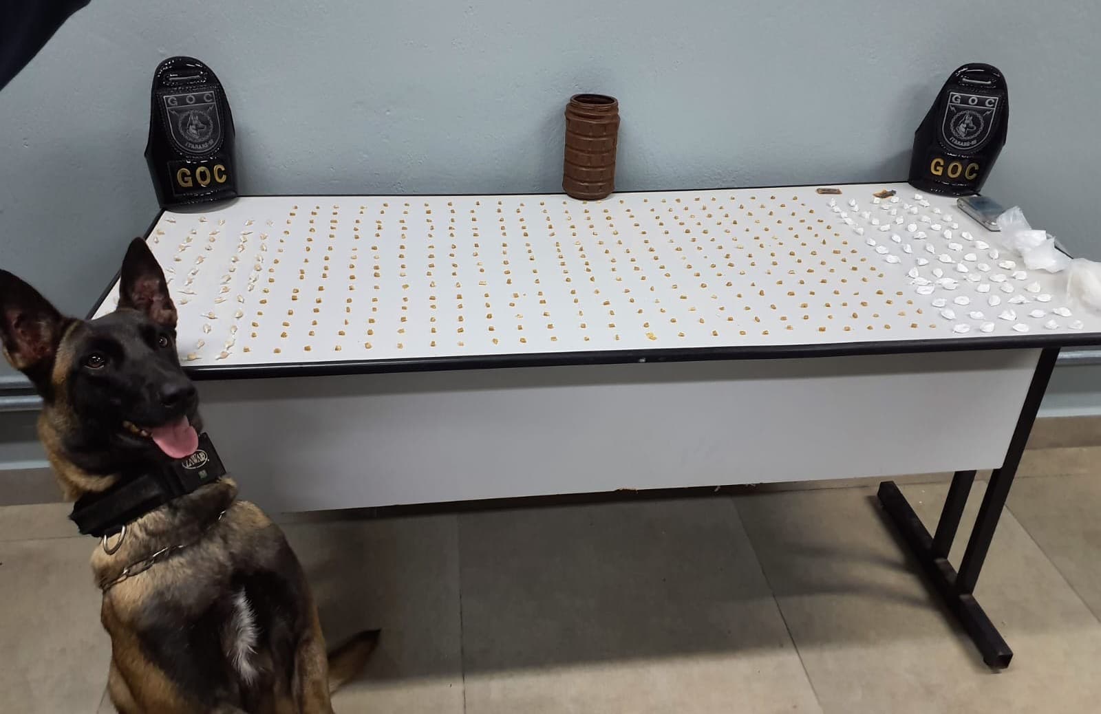GCM de Itararé apreende mais de 500 porções de drogas com apoio da cadela Athena