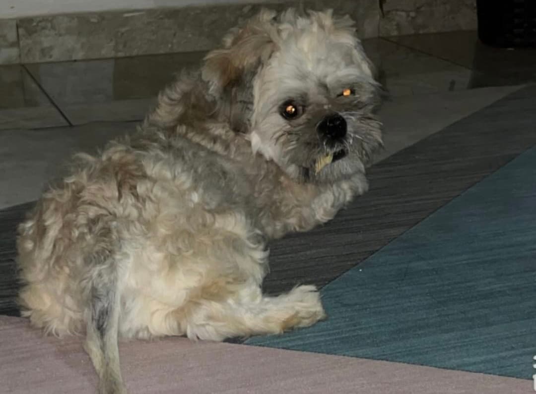 Doguinho desaparecido, se tiver informações entre em contato
