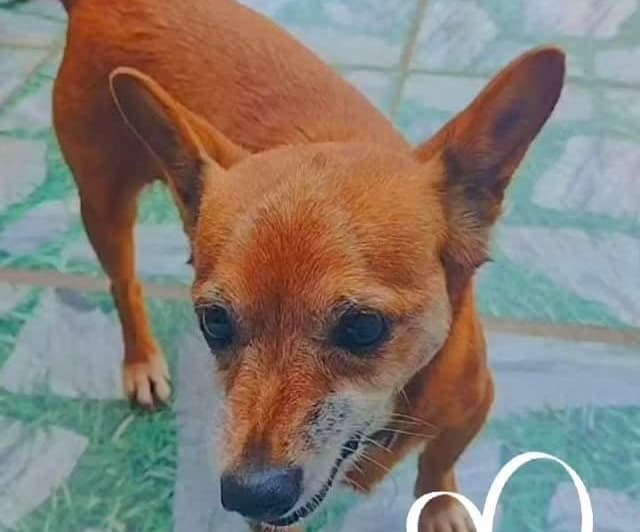 Ajude-nos a Encontrar a Shakira – Cachorrinha Desaparecida