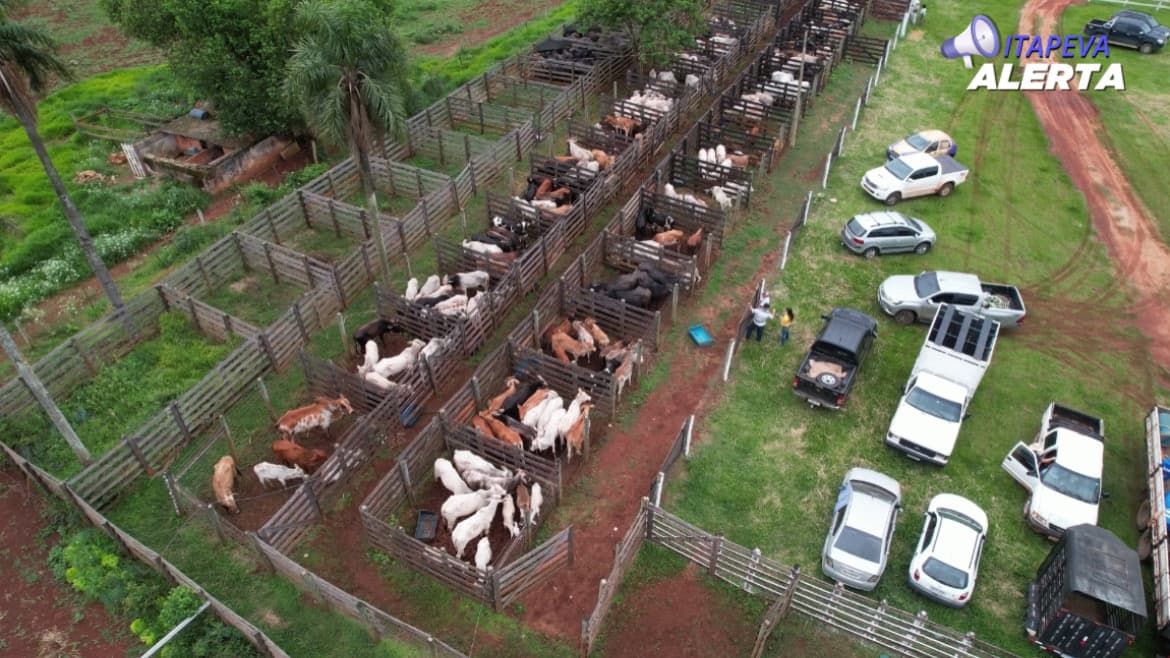 Reinauguração do 12º Leilão de gado F.A no Rancho Pacahu: Uma noite de oportunidades para produtores de Itapeva e região